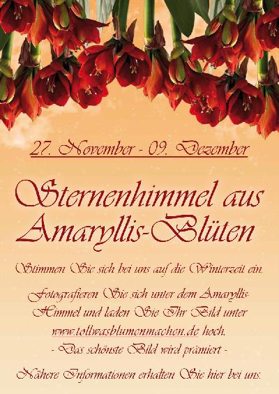 Bestaunen Sie den Sternenhimmel aus Amaryllis-Blüten ab dem 27. November 2012