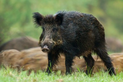 Afrikanische Schweinepest rechtfertigt keine tierschutzwidrigen Maßnahmen gegen Wildschweine