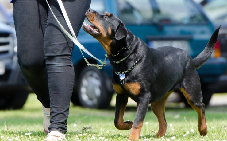 Das passende Problemhundetraining mit Sonee Dosoruth finden - der Weg zum entspannten Miteinander