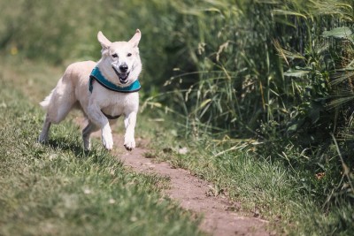 Jagdverhalten beim Hund verstehen und kontrollieren - mit Sonee Dosoruths Ansatz zum entspannten Freilauf