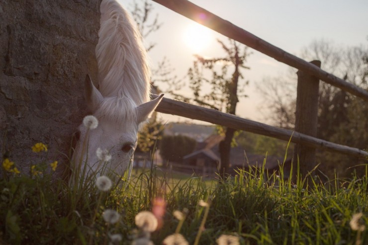 Naturerfahrungen als Therapie: Naturpädagogische Konzepte im Regenbogenhaus und der Villa Knolle Bolle