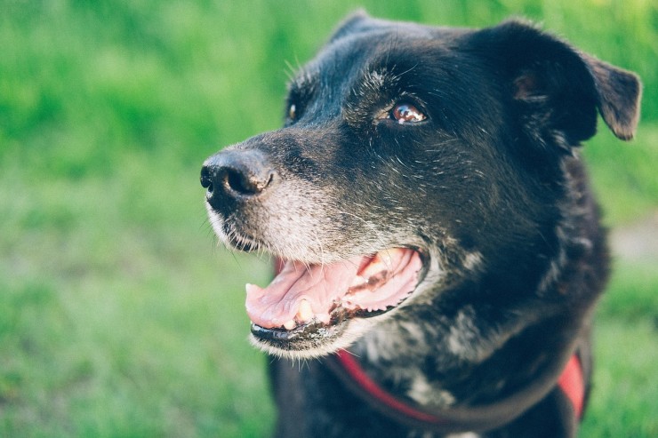 Tierheimsponsoring seriös und effektiv: Wie gute Planung Tiere rettet